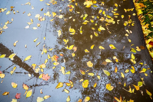 黄色の葉は湿ったアスファルトに横たわっています。秋、雨. — ストック写真