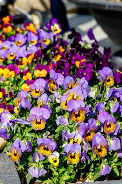 Çiçekli leylak çiçekleri bahar mevsiminde