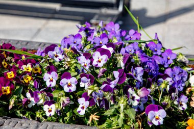 Çiçekli leylak çiçekleri bahar mevsiminde