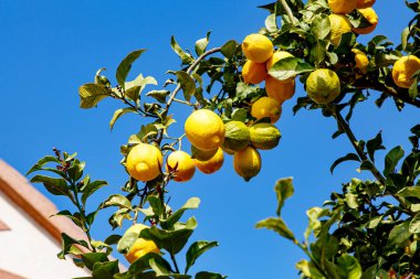 Sarı limonlar ağaçta yetişir.