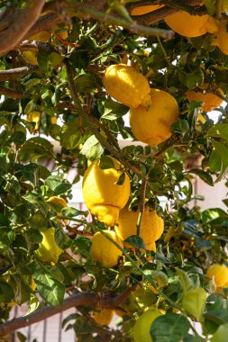 Sarı limonlar ağaçta yetişir.