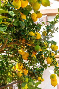 Sarı limonlar ağaçta yetişir.