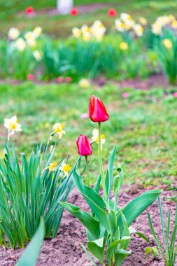 Çiçek tarhında açan kırmızı laleler