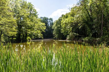Yazın ormandaki çamur gölüyle kaplanmış.