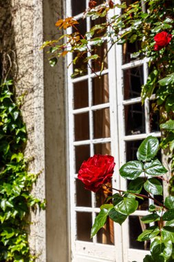 Taştan bir duvara karşı kırmızı güllerle çalılar ve beyaz ciltli eski bir pencere.