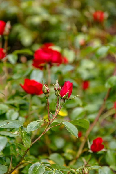 Blooming Rose Flower Background Park — Stock Photo, Image