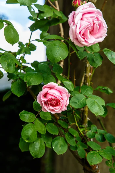 Fioritura Fiore Rosa Sullo Sfondo Del Parco — Foto Stock