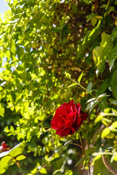 Blommande Ros Blomma Bakgrunden Parken — Stockfoto