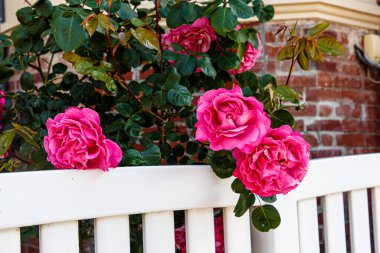 Parkın arka planında açan gül çiçeği