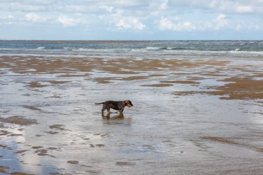 Deniz kıyısında kumlu bir sahil boyunca koşan bir köpek.