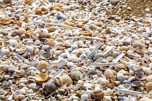 The seashore is dotted with dry shells