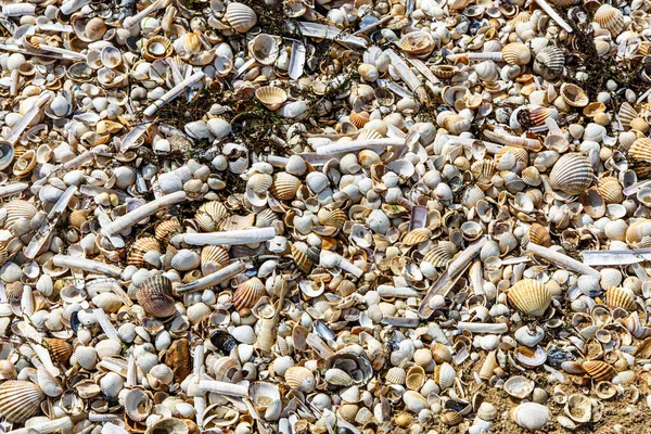 The seashore is dotted with dry shells