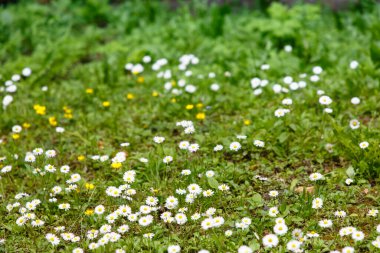 Ormanda papatyaların açtığı bir çimenlik.