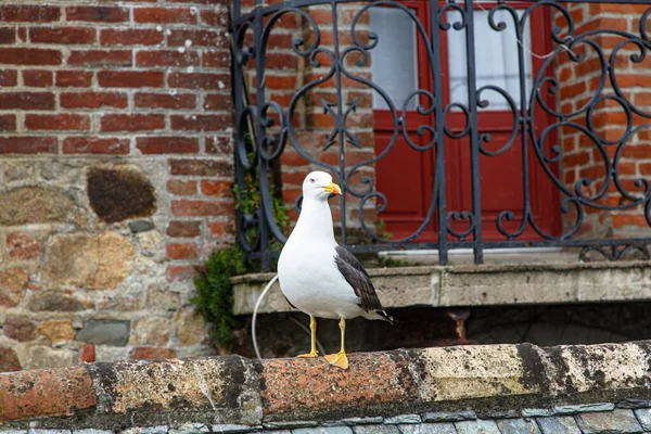 Una Gaviota Sienta Techo Baldosas Una Casa —  Fotos de Stock