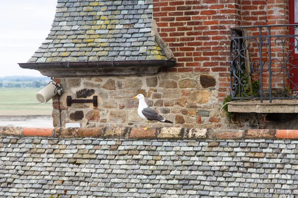 一只海鸥坐在一幢房子的屋顶上 — 图库照片