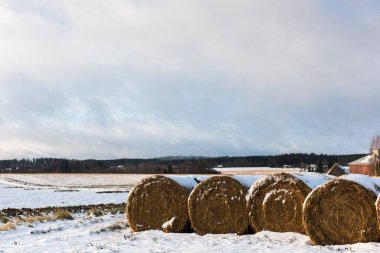 Balya saman bir alan üzerinde