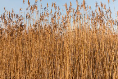 Bir kış gününde kuru sazlık