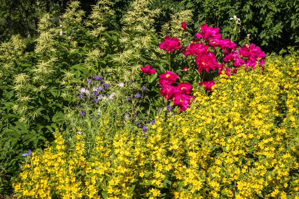 Květiny v zahradě za slunečného dne — Stock fotografie