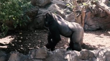 Ağaçların arasında yaprakları olan ve bir hayvanat bahçesinin uçurumunda bir goril bulunabilir..