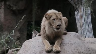 Bir erkek aslan gülümsüyor ve başını sallıyor..