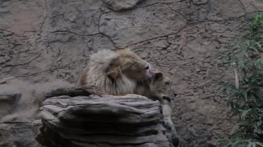 Erkek aslan, dişi aslanı sırtından yalar..