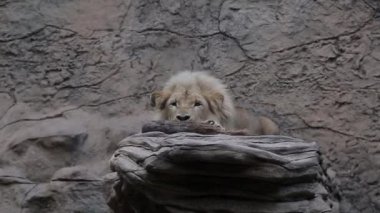 Bir aslan bir tahta parçasıyla oynar..