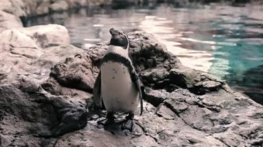 Bir penguen bana bakıyor.