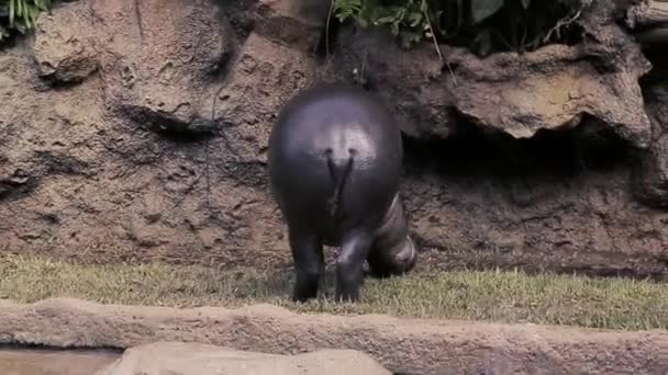 Een Nijlpaard Kan Zich Voeden Met Dierentuin Gras Eten — Stockvideo