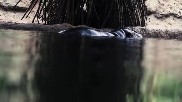 Бегемот Лежит Бассейне Водой Зоопарка — стоковое видео