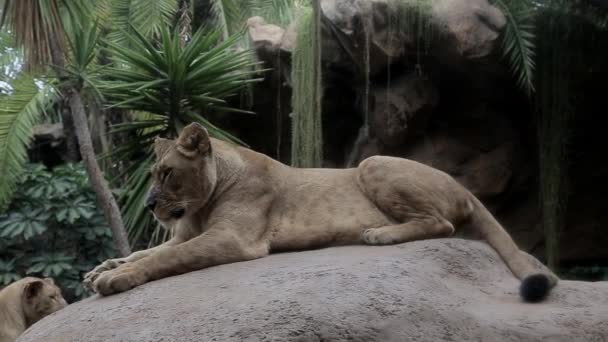 Bir Dişi Aslan Hayvanat Bahçesindeki Büyük Bir Taşın Üzerinde Dinlenir — Stok video