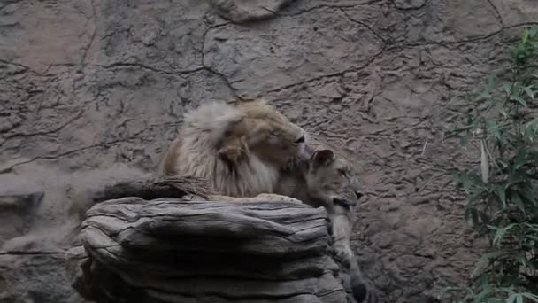 Male Lion Licks Female Lion Its Back — Stock Video