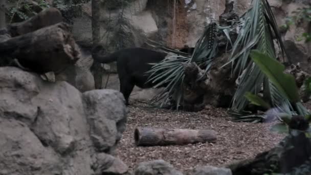 Ein Panther Geht Durch Den Zoo — Stockvideo