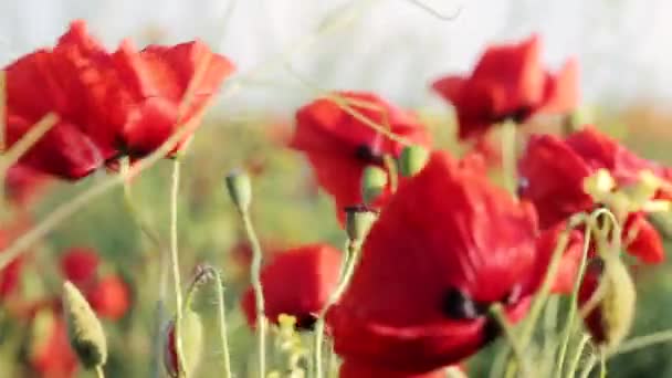 Fleurs Rouges Dans Vent Vue Rapprochée — Video