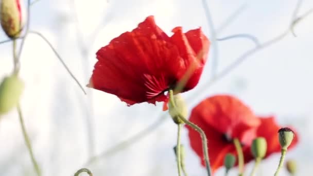 Rüzgarda Uçuşan Kırmızı Çiçekler Yakın Görünüm — Stok video