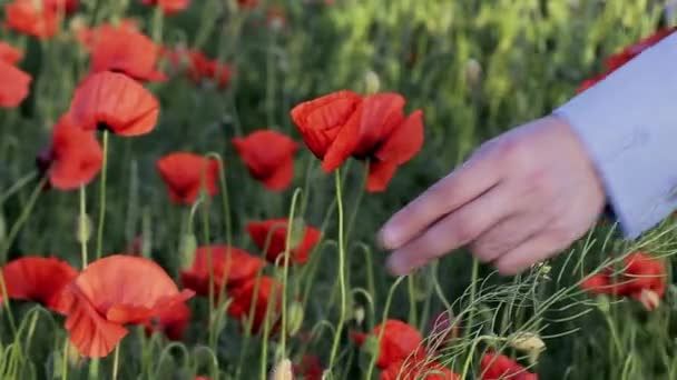 Brechen Sie Eine Blume Mit Einer Hand Aus Der Wolle — Stockvideo