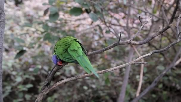 Зеленый Попугай Точит Свой Клюв Веткой — стоковое видео