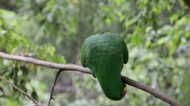 Ağaç dalında bir papağan oturuyor.