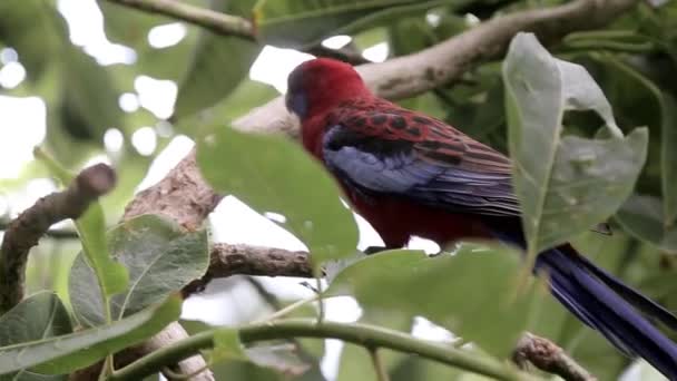 Loro Sienta Rama Del Árbol — Vídeo de stock