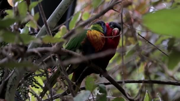 Dos Loros Están Comiendo Entre Dos Loros Del Amor Sientan — Vídeo de stock