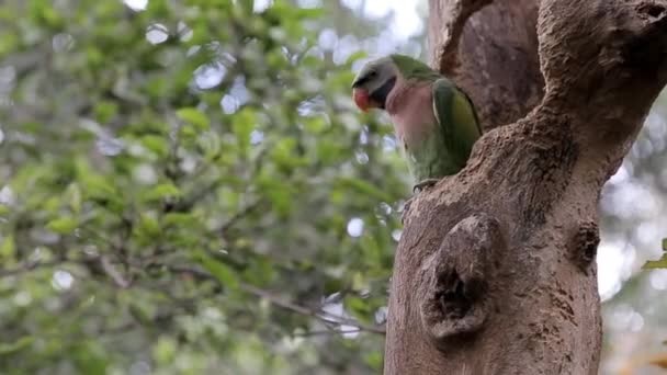 Papuga Siedzi Gałęzi Drzewa — Wideo stockowe