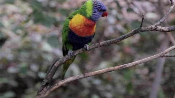Papoušek Sedí Větvi Stromu — Stock video