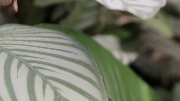 Een Vlinder Zit Een Blad Langzame Beweging — Stockvideo