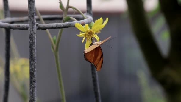 Een Bruine Vlinder Bestuift Een Gele Bloem Langzame Beweging — Stockvideo