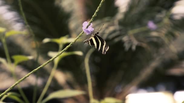 Bir Kelebek Bir Çalılığın Çiçeğini Döller — Stok video