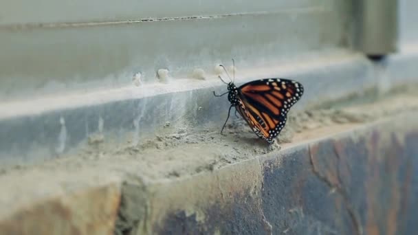 Motýl Sedí Základech Domu Plného Písku — Stock video
