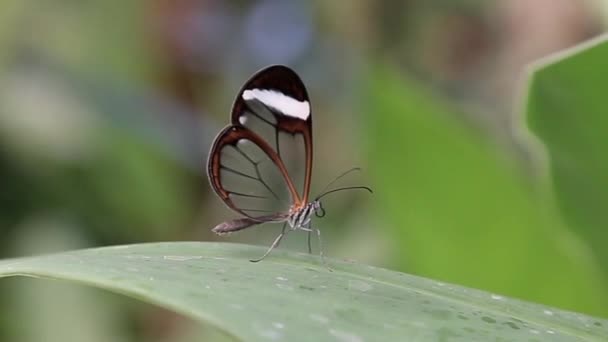 Una Farfalla Siede Una Foglia Arbusto — Video Stock