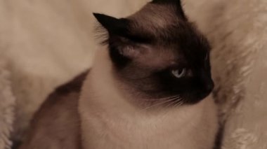 Bir kedi etrafına bakıyor. Kedi çok üzgün. Kedi yüzü yeni yıl gherlenda 'sının ışıklarıyla aydınlanır..