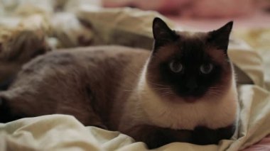 Bir kedi korktu. Kedi kulaklarından hareket eder ve büyük gözler yapar..
