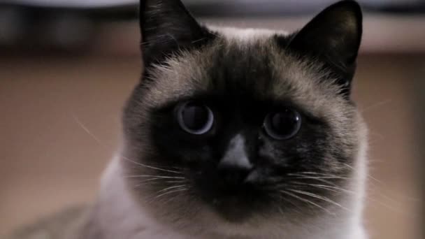 Kočka Podívá Dopředu Zavřít Pohled Kočičí Tvář — Stock video