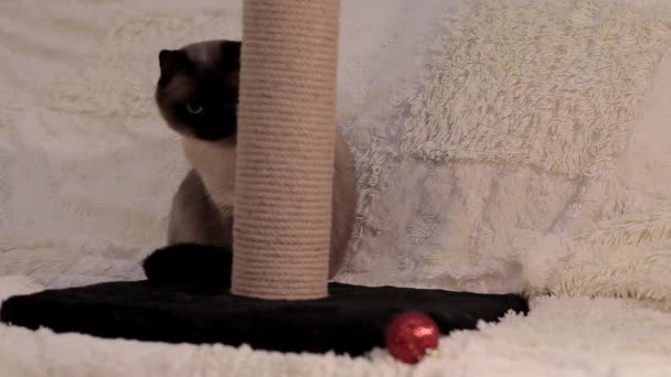 一只猫在追着它 然后他在为圣诞树玩玩具 用嘴唇碰了碰 — 图库视频影像